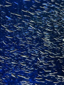 大分マリーンパレス水族館 「うみたまご」に投稿された画像（2023/5/4）