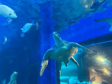 しながわ水族館に投稿された画像（2023/5/4）