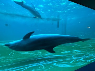 しながわ水族館に投稿された画像（2023/5/4）