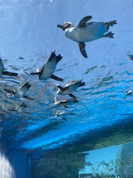 サンシャイン水族館に投稿された画像（2023/5/4）