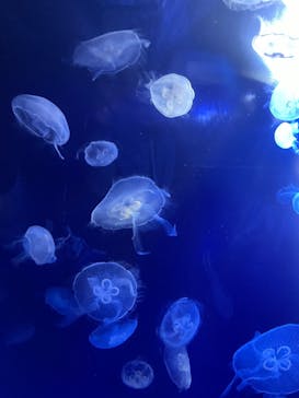 サンシャイン水族館に投稿された画像（2023/5/4）