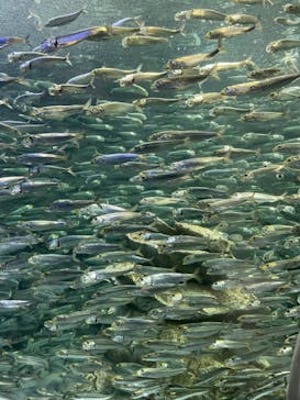 サンシャイン水族館に投稿された画像（2023/5/4）