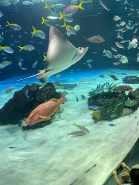 サンシャイン水族館に投稿された画像（2023/5/4）