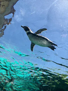 天王寺動物園に投稿された画像（2023/5/4）