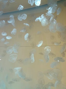 アクアワールド茨城県大洗水族館に投稿された画像（2023/5/4）