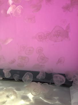 アクアワールド茨城県大洗水族館に投稿された画像（2023/5/4）