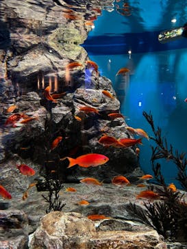 しながわ水族館に投稿された画像（2023/5/4）