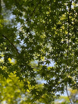 三溪園に投稿された画像（2023/5/4）