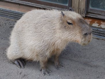 那須どうぶつ王国に投稿された画像（2023/5/4）