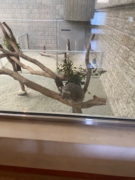 淡路ファームパーク イングランドの丘に投稿された画像（2023/5/4）