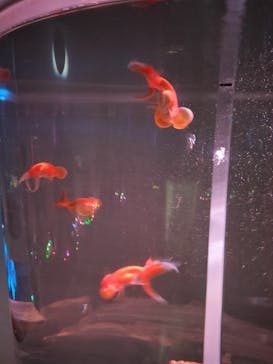 NARA IKIMONO MUSEUMに投稿された画像（2023/5/4）