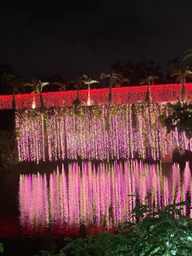 美らヤシパークオキナワ・東南植物楽園に投稿された画像（2023/5/4）