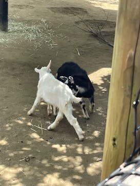 到津の森公園に投稿された画像（2023/5/4）