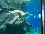 名古屋港水族館に投稿された画像（2023/5/5）