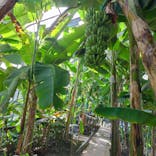 熱川バナナワニ園に投稿された画像（2023/5/5）