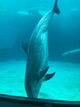 名古屋港水族館に投稿された画像（2023/5/4）
