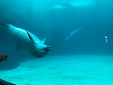 名古屋港水族館に投稿された画像（2023/5/4）