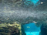 上越市立水族博物館 うみがたりに投稿された画像（2023/5/5）