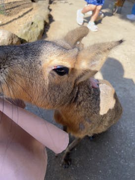 伊豆シャボテン動物公園に投稿された画像（2023/5/4）