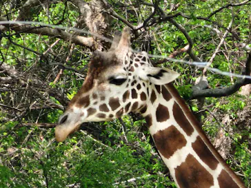 天王寺動物園に投稿された画像（2023/5/4）