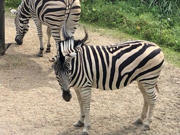 到津の森公園に投稿された画像（2023/5/4）
