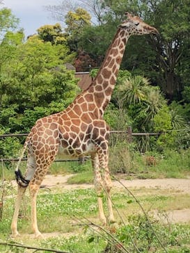 到津の森公園に投稿された画像（2023/5/4）