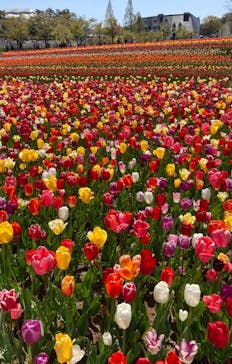 牧歌の里に投稿された画像（2023/5/4）