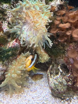 京都鉄道博物館×京都水族館に投稿された画像（2023/5/4）