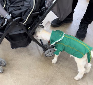 しろとり動物園に投稿された画像（2023/5/4）