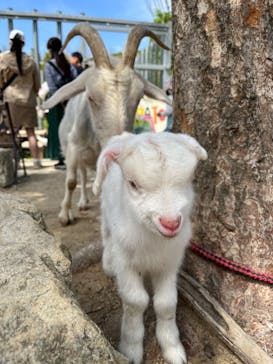 しろとり動物園に投稿された画像（2023/5/4）
