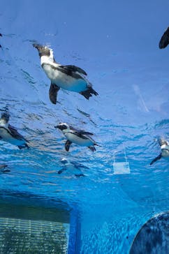 サンシャイン水族館に投稿された画像（2023/5/5）