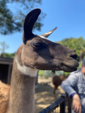伊豆シャボテン動物公園に投稿された画像（2023/5/5）