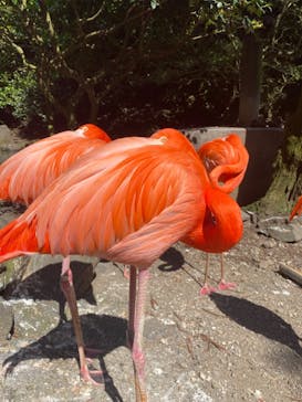 伊豆シャボテン動物公園に投稿された画像（2023/5/5）