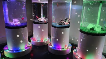 NARA KINGYO MUSEUMに投稿された画像（2023/5/5）