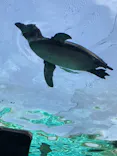 天王寺動物園に投稿された画像（2023/5/5）