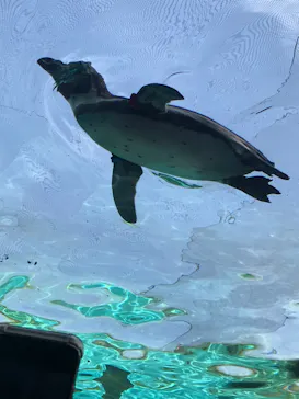 天王寺動物園に投稿された画像（2023/5/5）