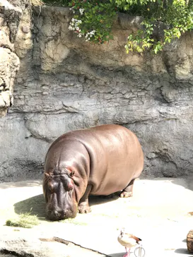 天王寺動物園に投稿された画像（2023/5/5）