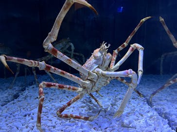 登別マリンパークニクスに投稿された画像（2023/5/5）