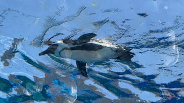 サンシャイン水族館に投稿された画像（2023/5/5）