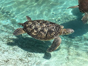 新江ノ島水族館に投稿された画像（2023/5/5）
