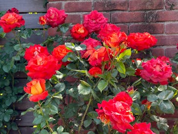 横浜イングリッシュガーデンに投稿された画像（2023/5/5）