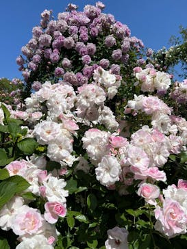 横浜イングリッシュガーデンに投稿された画像（2023/5/5）