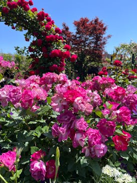 横浜イングリッシュガーデンに投稿された画像（2023/5/5）