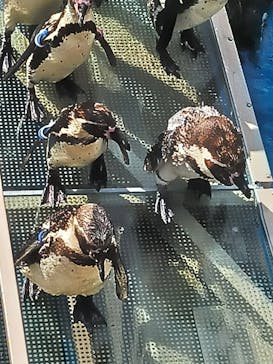 アクアワールド茨城県大洗水族館に投稿された画像（2023/5/5）
