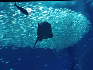 アクアワールド茨城県大洗水族館に投稿された画像（2023/5/5）