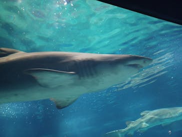 アクアワールド茨城県大洗水族館に投稿された画像（2023/5/5）