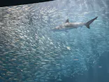 名古屋港水族館に投稿された画像（2023/5/5）
