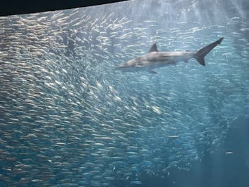 名古屋港水族館に投稿された画像（2023/5/5）