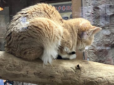 那須どうぶつ王国に投稿された画像（2023/5/5）