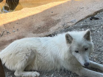 那須どうぶつ王国に投稿された画像（2023/5/5）